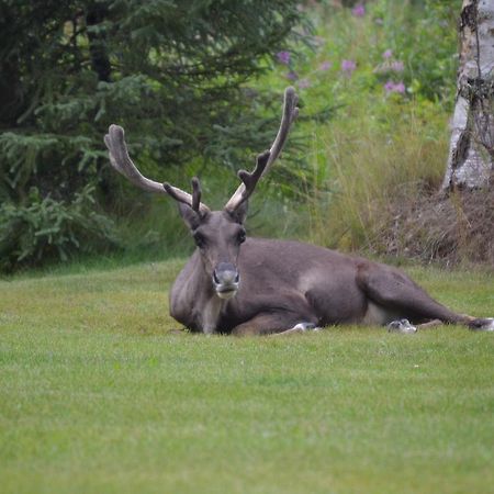 All Seasons B&B Kenai Eksteriør bilde